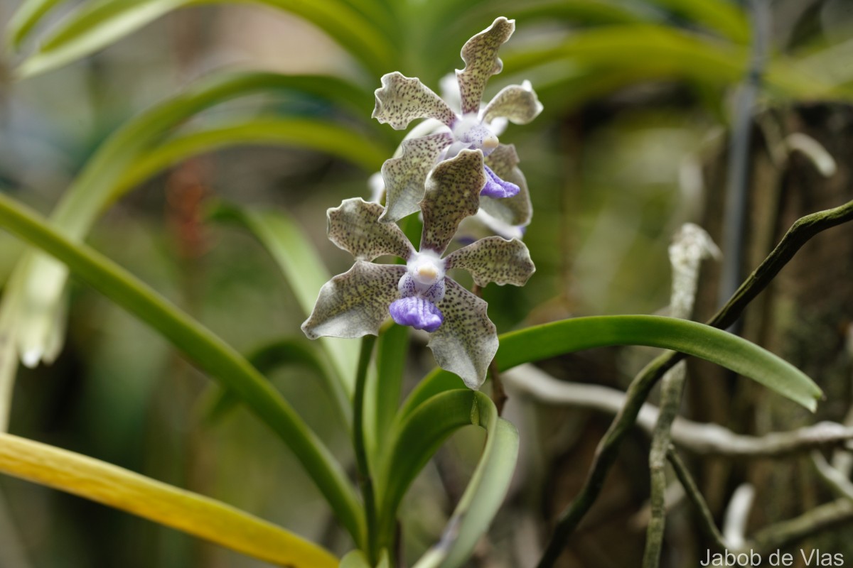 Vanda tessellata (Roxb.) Hook. ex G.Don